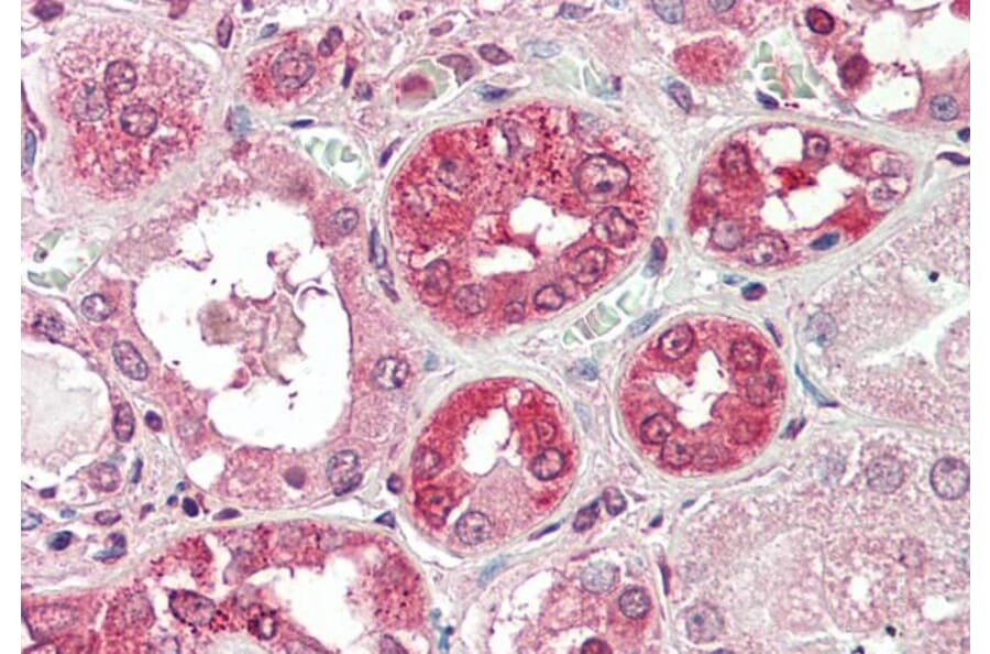 Immunohistochemistry - Anti-COG8 Antibody (A285997) - Antibodies.com