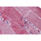 Immunohistochemistry - Anti-PACE4 Antibody (A285999) - Antibodies.com