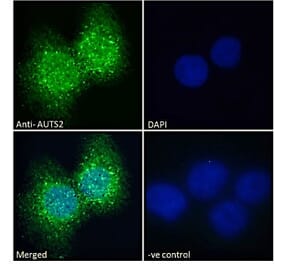 Immunofluorescence - Anti-AUTS2 Antibody (A286001) - Antibodies.com