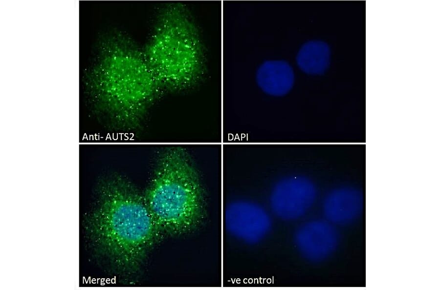 Immunofluorescence - Anti-AUTS2 Antibody (A286001) - Antibodies.com