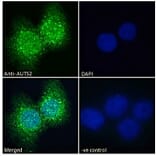 Immunofluorescence - Anti-AUTS2 Antibody (A286001) - Antibodies.com