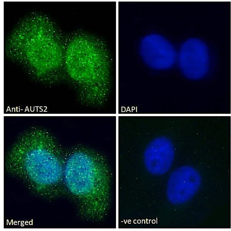 Immunofluorescence - Anti-AUTS2 Antibody (A286001) - Antibodies.com