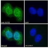 Immunofluorescence - Anti-AUTS2 Antibody (A286001) - Antibodies.com
