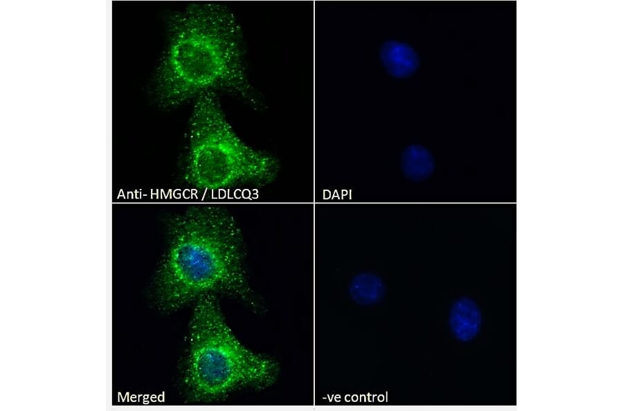 Immunofluorescence - Anti-HMGCR Antibody (A286002) - Antibodies.com