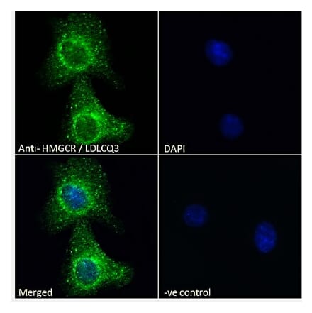 Immunofluorescence - Anti-HMGCR Antibody (A286002) - Antibodies.com