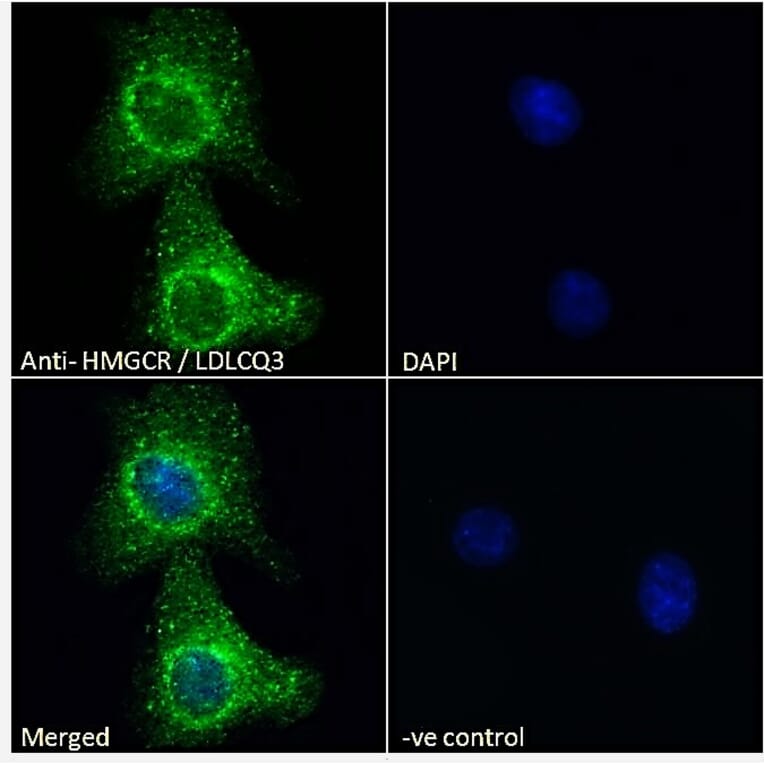 Immunofluorescence - Anti-HMGCR Antibody (A286002) - Antibodies.com