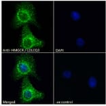 Immunofluorescence - Anti-HMGCR Antibody (A286002) - Antibodies.com
