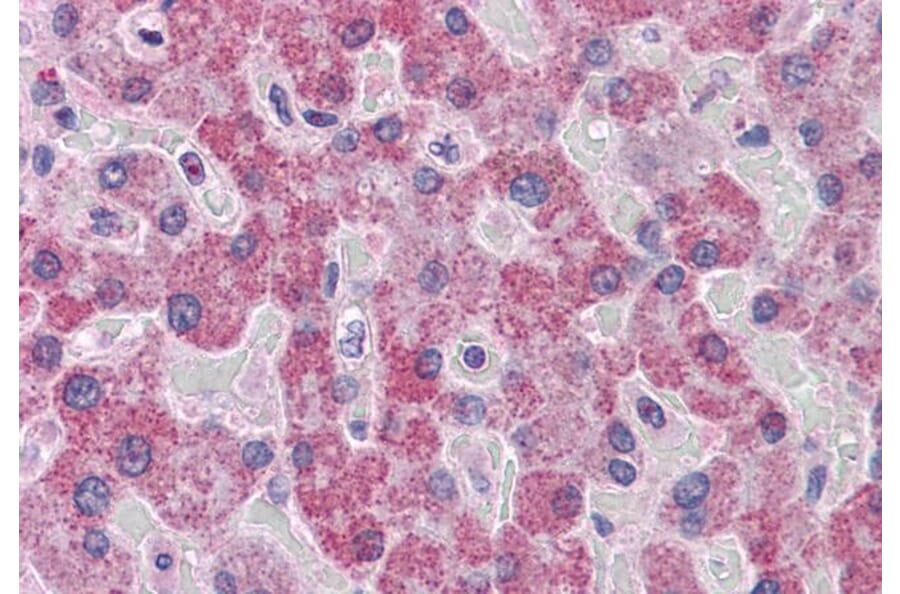Immunohistochemistry - Anti-PARP3/IRT1 Antibody (A286003) - Antibodies.com