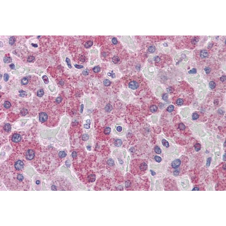 Immunohistochemistry - Anti-PARP3/IRT1 Antibody (A286003) - Antibodies.com