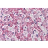 Immunohistochemistry - Anti-PARP3/IRT1 Antibody (A286003) - Antibodies.com