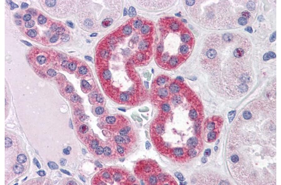 Immunohistochemistry - Anti-PARP3/IRT1 Antibody (A286003) - Antibodies.com