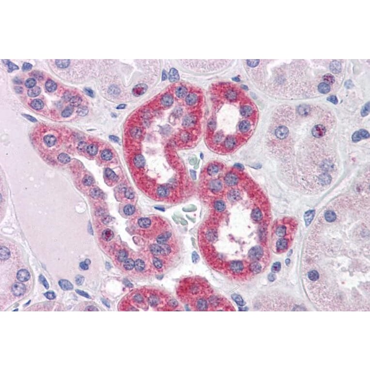 Immunohistochemistry - Anti-PARP3/IRT1 Antibody (A286003) - Antibodies.com