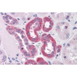 Immunohistochemistry - Anti-PARP3/IRT1 Antibody (A286003) - Antibodies.com