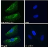 Immunofluorescence - Anti-AGXT Antibody (A286004) - Antibodies.com