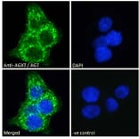 Immunofluorescence - Anti-AGXT Antibody (A286004) - Antibodies.com