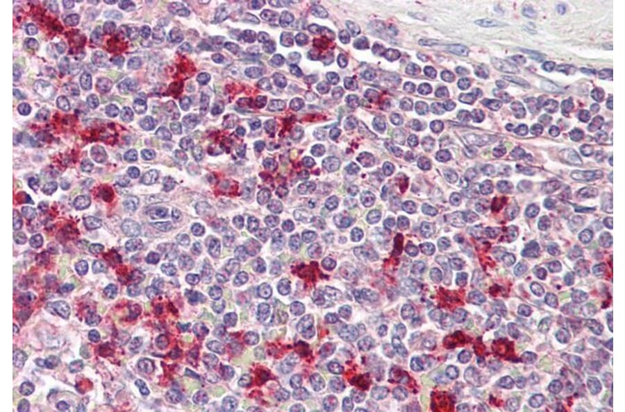 Immunohistochemistry - Anti-Thymosin alpha 1 Antibody (A286006) - Antibodies.com