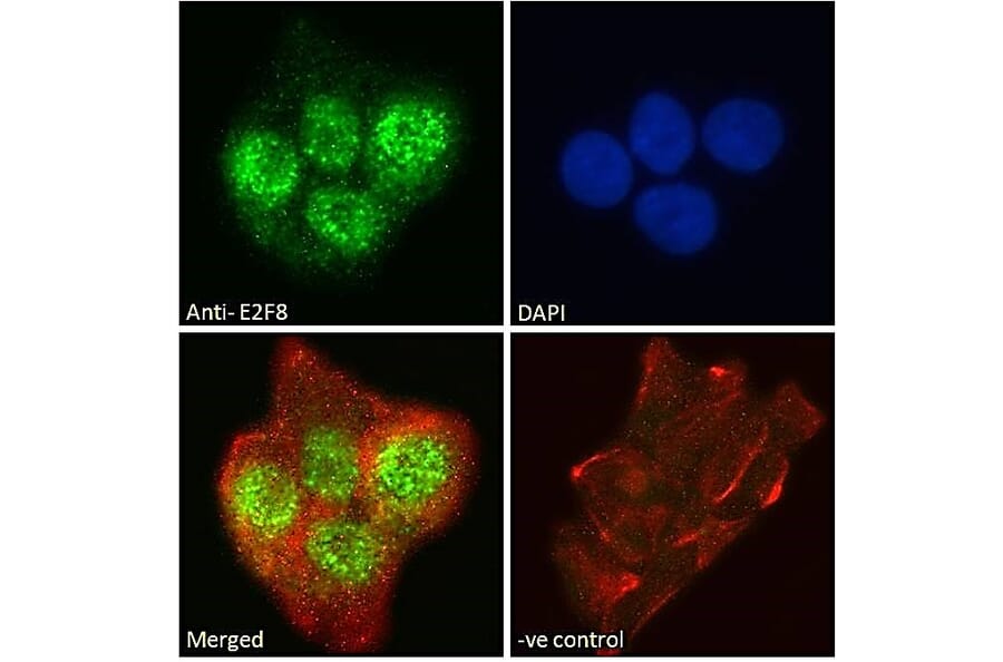 Immunofluorescence - Anti-E2F8 Antibody (A286007) - Antibodies.com