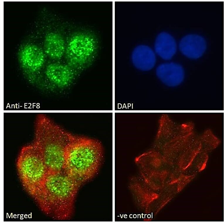 Immunofluorescence - Anti-E2F8 Antibody (A286007) - Antibodies.com