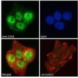 Immunofluorescence - Anti-E2F8 Antibody (A286007) - Antibodies.com