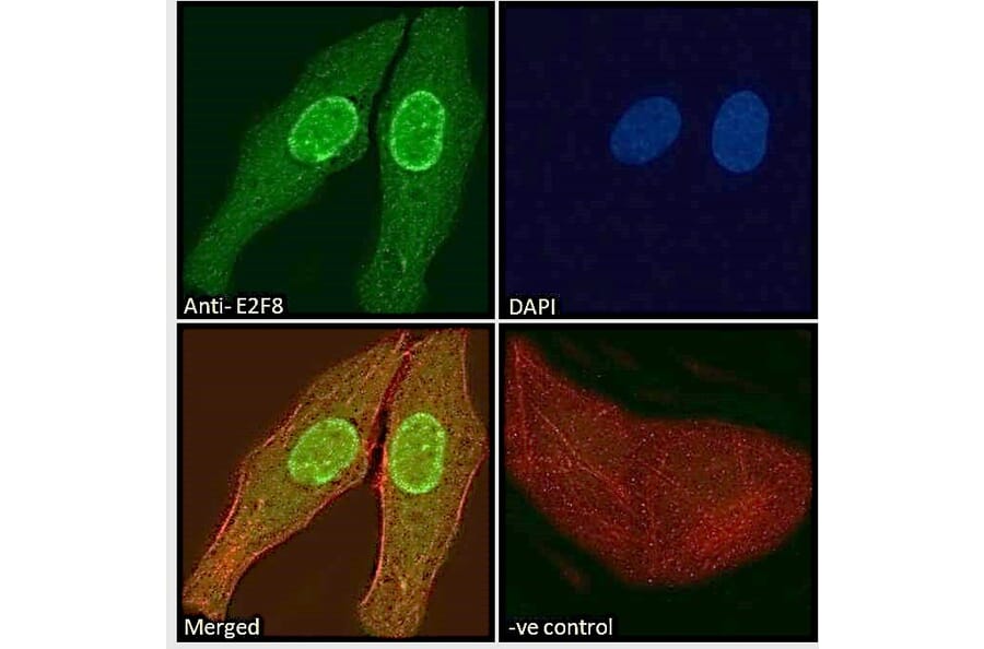 Immunofluorescence - Anti-E2F8 Antibody (A286007) - Antibodies.com
