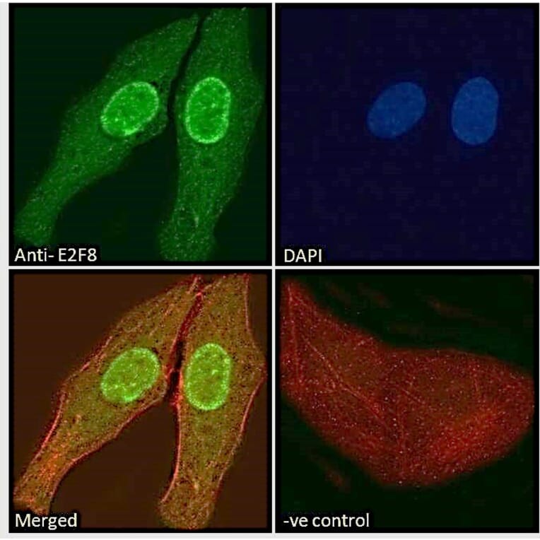 Immunofluorescence - Anti-E2F8 Antibody (A286007) - Antibodies.com