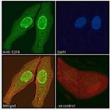 Immunofluorescence - Anti-E2F8 Antibody (A286007) - Antibodies.com