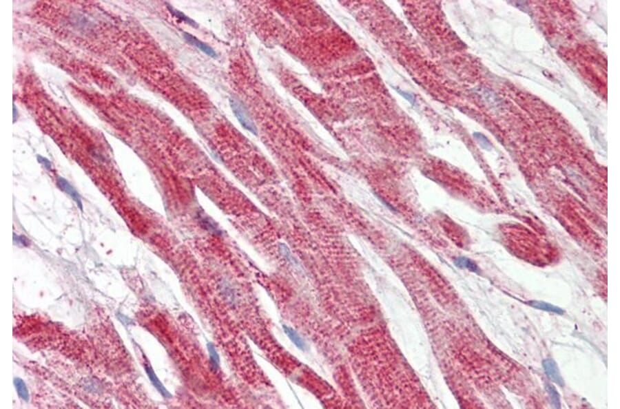 Immunohistochemistry - Anti-Hepcidin Antibody (A286008) - Antibodies.com
