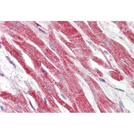 Immunohistochemistry - Anti-Hepcidin Antibody (A286008) - Antibodies.com