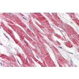 Immunohistochemistry - Anti-Hepcidin Antibody (A286008) - Antibodies.com
