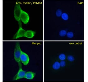 Immunofluorescence - Anti-PSMG1 Antibody (A286009) - Antibodies.com