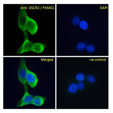 Immunofluorescence - Anti-PSMG1 Antibody (A286009) - Antibodies.com