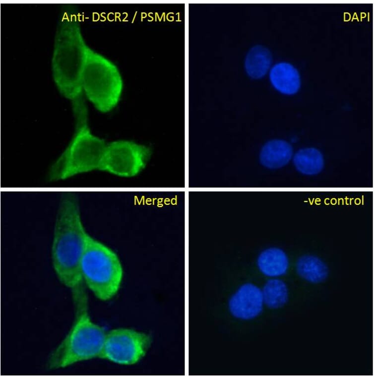 Immunofluorescence - Anti-PSMG1 Antibody (A286009) - Antibodies.com