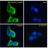 Immunofluorescence - Anti-PSMG1 Antibody (A286009) - Antibodies.com