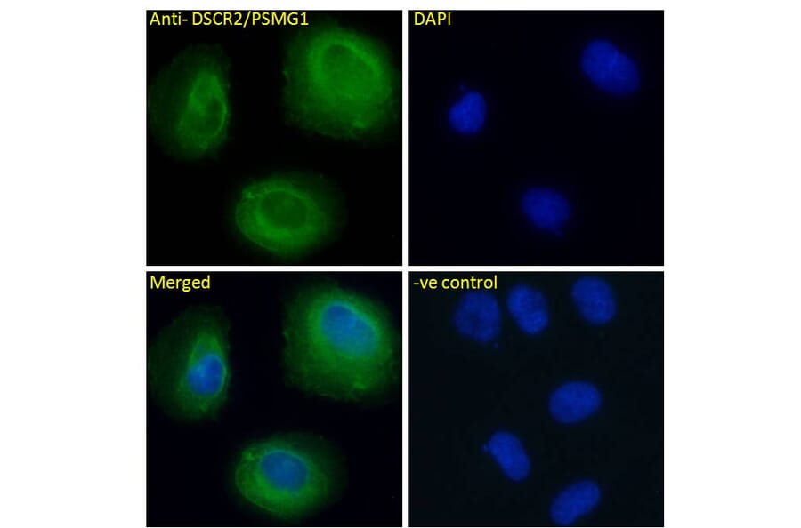 Immunofluorescence - Anti-PSMG1 Antibody (A286009) - Antibodies.com