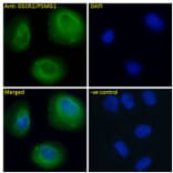 Immunofluorescence - Anti-PSMG1 Antibody (A286009) - Antibodies.com