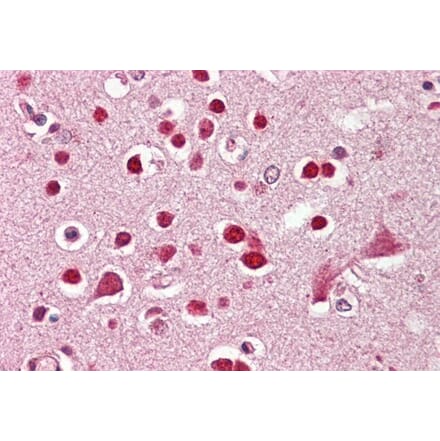 Immunohistochemistry - Anti-GluK5 Antibody (A286010) - Antibodies.com