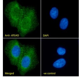 Immunofluorescence - Anti-ATG4D Antibody (A286011) - Antibodies.com