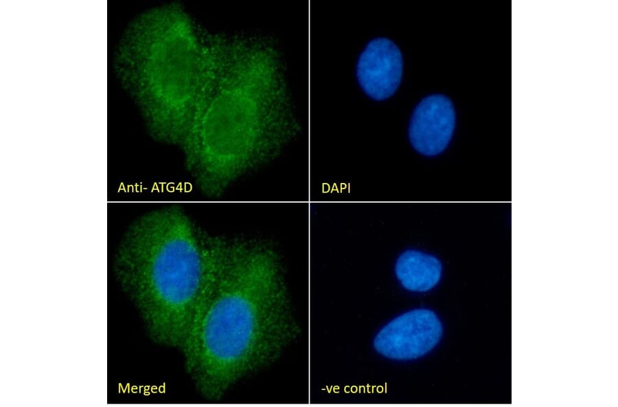 Immunofluorescence - Anti-ATG4D Antibody (A286011) - Antibodies.com