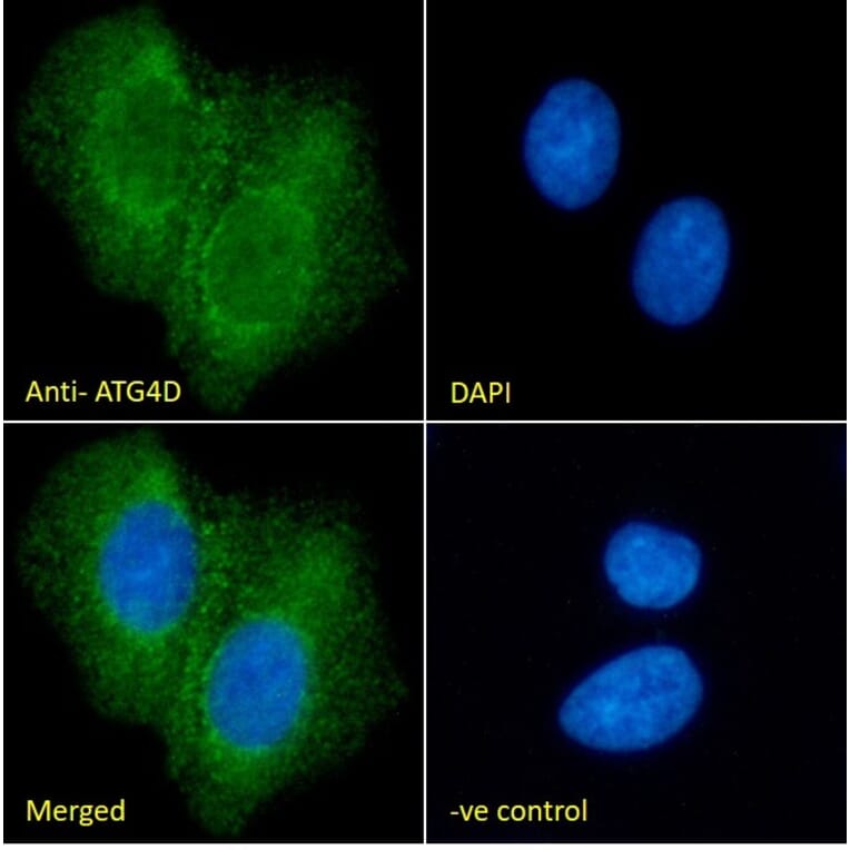 Immunofluorescence - Anti-ATG4D Antibody (A286011) - Antibodies.com