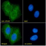 Immunofluorescence - Anti-ATG4D Antibody (A286011) - Antibodies.com