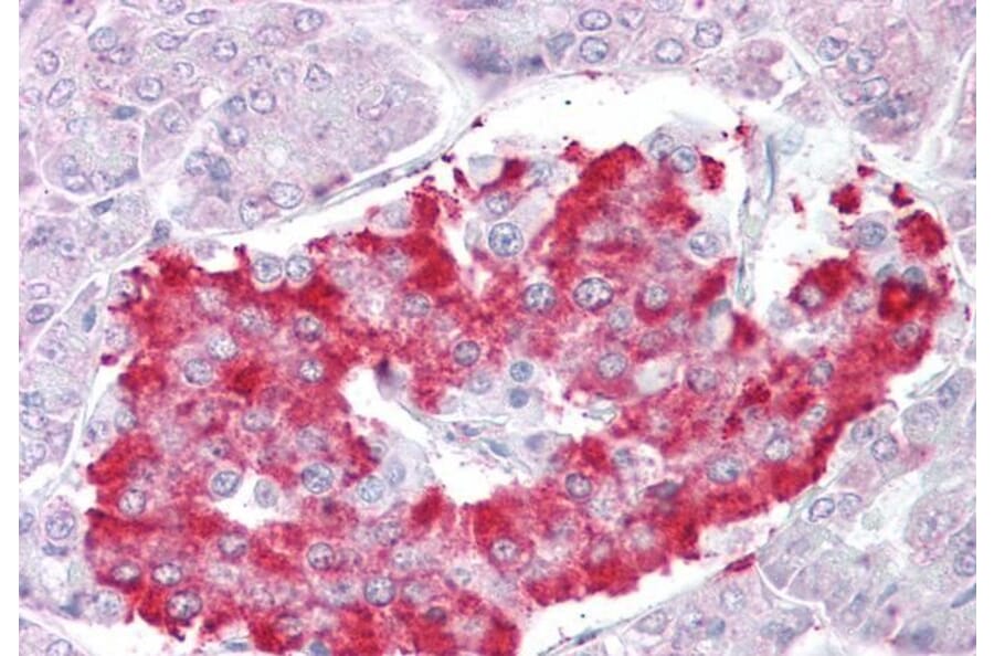 Immunohistochemistry - Anti-ATG4D Antibody (A286011) - Antibodies.com