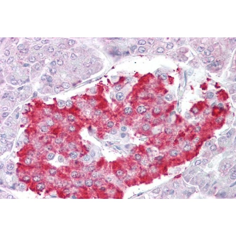 Immunohistochemistry - Anti-ATG4D Antibody (A286011) - Antibodies.com