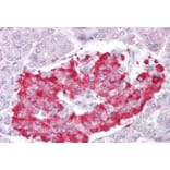 Immunohistochemistry - Anti-ATG4D Antibody (A286011) - Antibodies.com