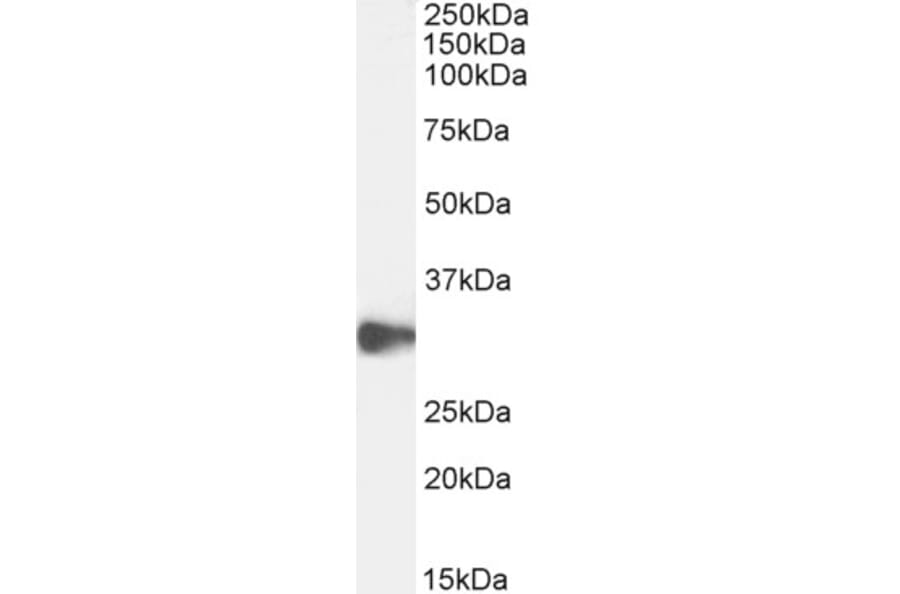 Western Blot - Anti-CLEC2D Antibody (A286012) - Antibodies.com