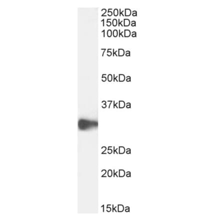 Western Blot - Anti-CLEC2D Antibody (A286012) - Antibodies.com
