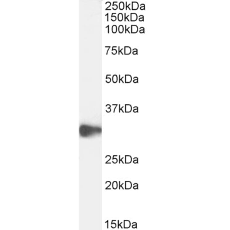Western Blot - Anti-CLEC2D Antibody (A286012) - Antibodies.com