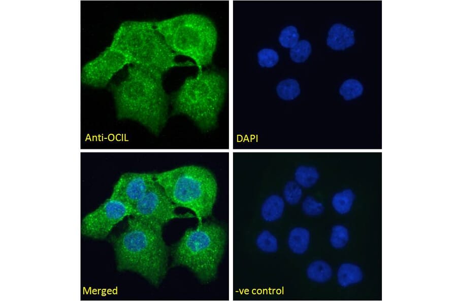 Immunofluorescence - Anti-CLEC2D Antibody (A286012) - Antibodies.com