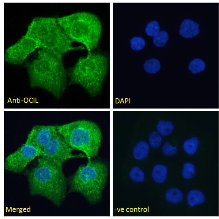 Immunofluorescence - Anti-CLEC2D Antibody (A286012) - Antibodies.com
