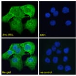 Immunofluorescence - Anti-CLEC2D Antibody (A286012) - Antibodies.com