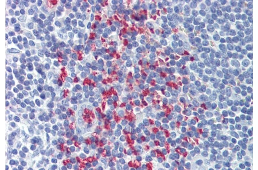 Immunohistochemistry - Anti-CLEC2D Antibody (A286012) - Antibodies.com